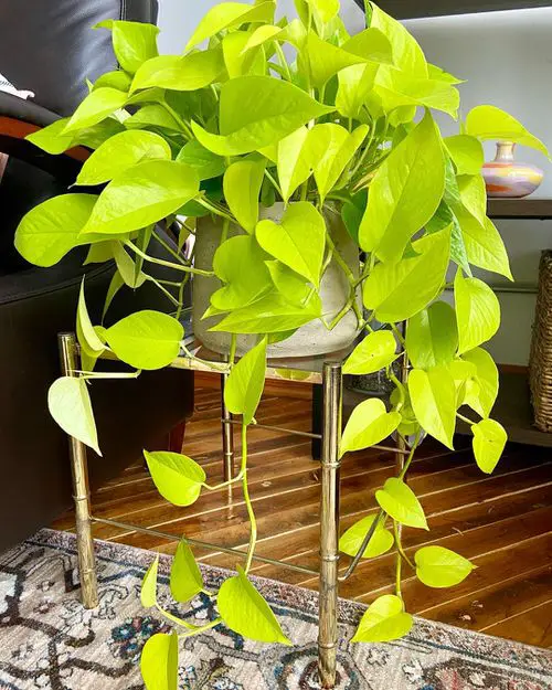 Neon Houseplants