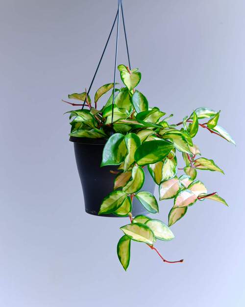 Lesser-Known Indoor Plants for Hanging Baskets
