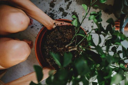 Quick Checklist to Revive Your Dying Houseplants