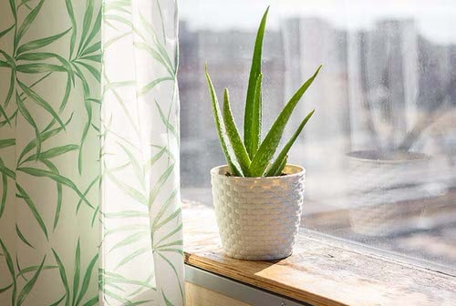 house Plants that Don't Need Water Before a Month