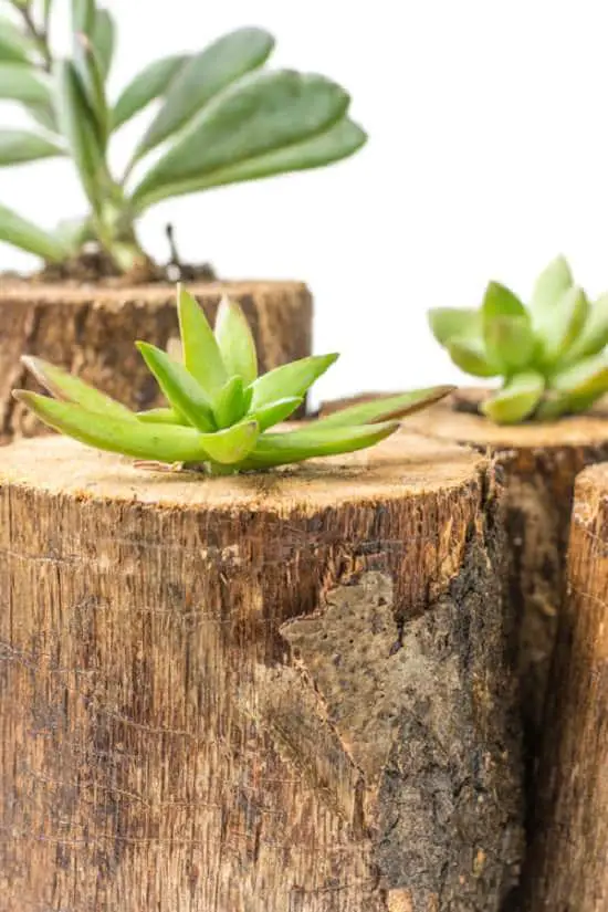 Tree Branch Planter
