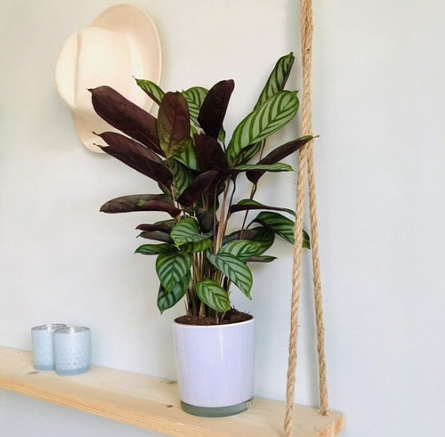Best Foliage Plants for Containers 6