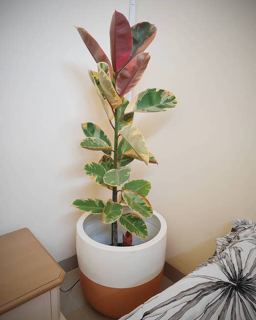 Types of Rubber Plants-Tricolor