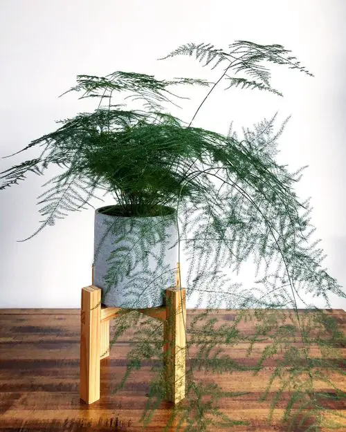lovely small indoor plants 