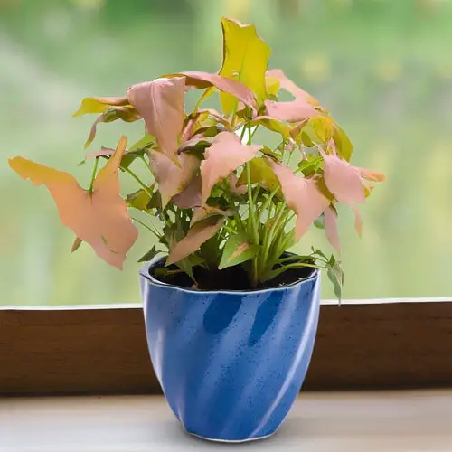 Neon Houseplants 6