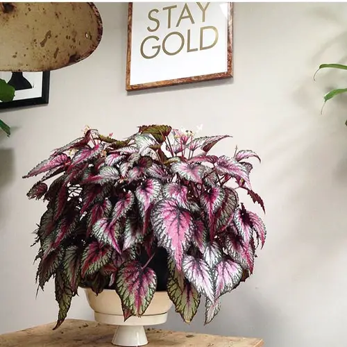 Types of Rex Begonia 6
