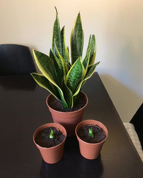 Succulents that Bear Pups 6