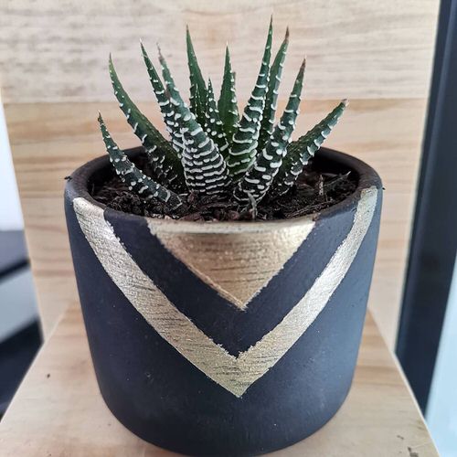Most Popular African Houseplants 6
