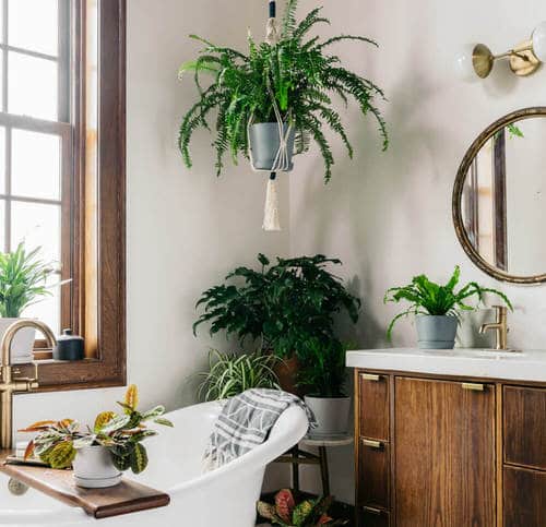 Pictures of Ferns in Bathroom 6