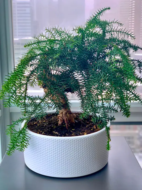 Indoor Bonsai Pictures 7