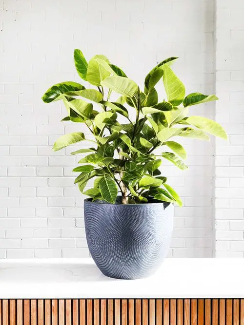 Types of Rubber Plants-Yellow Jem
