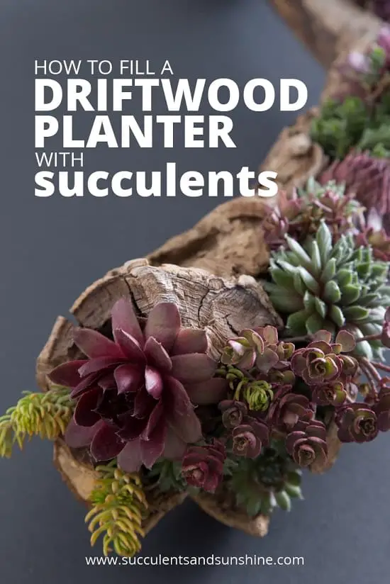 Driftwood Planter with Succulents