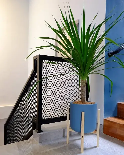 Houseplant Planting Guide 6