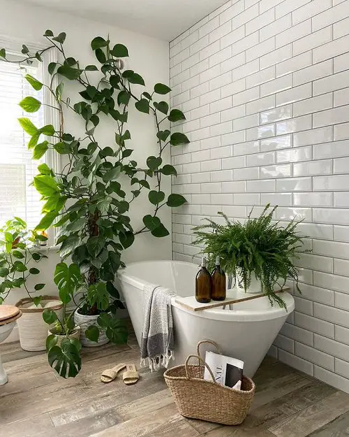 Pictures of Bathroom with Plants for Inspiration