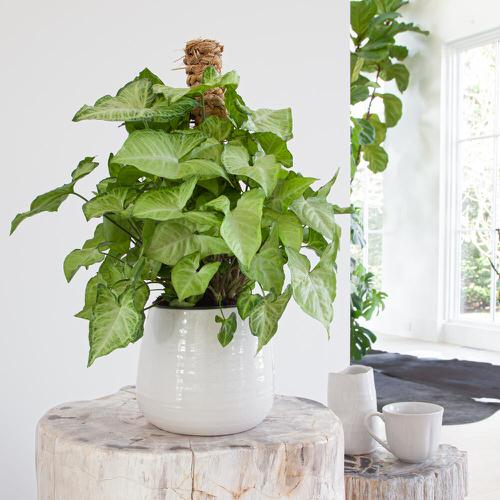 Best Foliage Plants for Containers 7