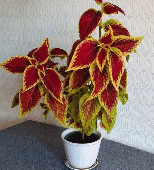 Indoor Coleus Pictures 7