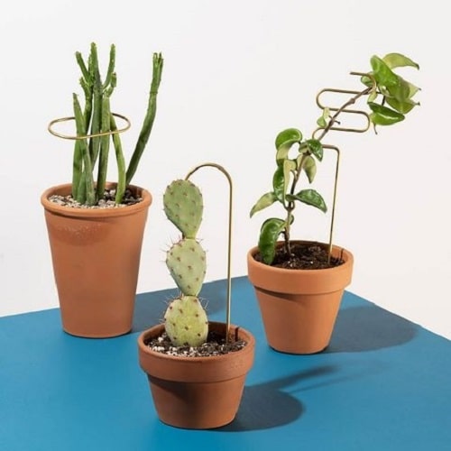 Things that'll Solve All Your Houseplant Problems 7