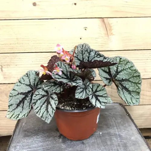 Types of Rex Begonia 7