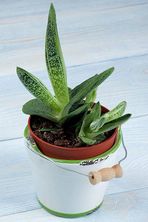 Succulents that Bear Pups 7