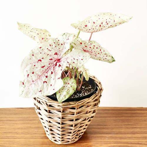 Neon Houseplants 7
