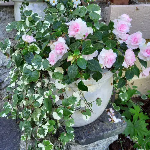 Best Spiller Filler Thriller Plants for Your Garden