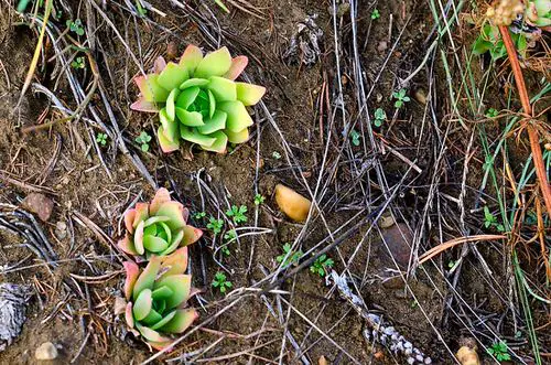 How Your Favorite Houseplants Look Like in the Wild 7