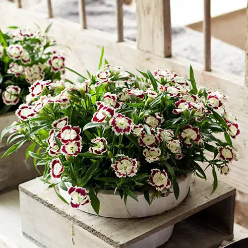 Gorgeous Greek Flowers for the House 