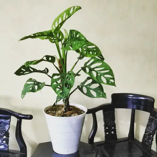 Types of Monstera-Acuminata