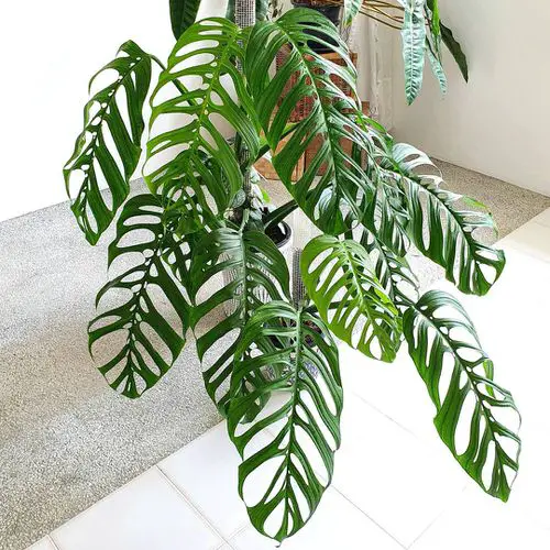 Types of Monstera-Esqueleto