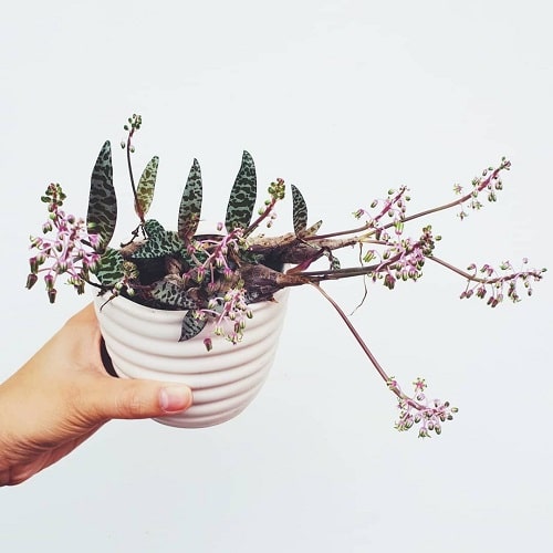 Gorgeous Purple Houseplants 8