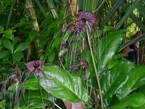 How Your Favorite Houseplants Look Like in the Wild 8