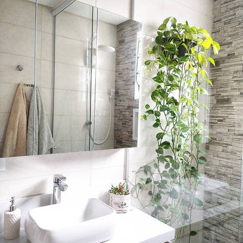 Pothos by the White Washbasin