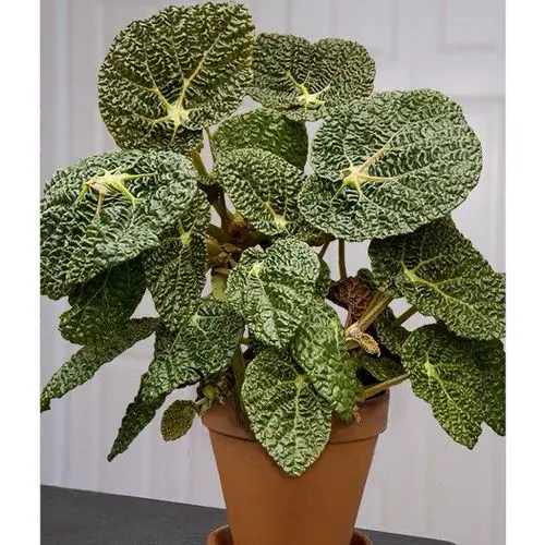Neon Houseplants 8