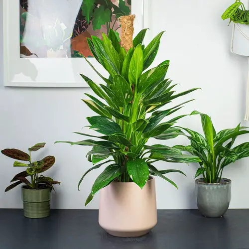 Types of Monstera-Standleyana