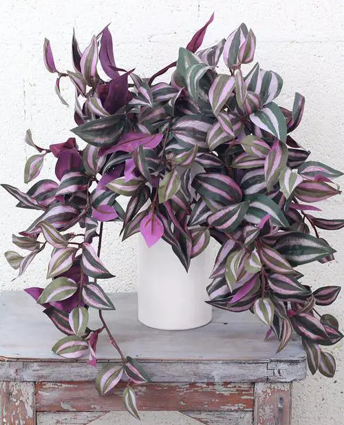 Houseplants with Zebra Print 8