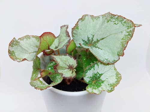 Types of Rex Begonia 8