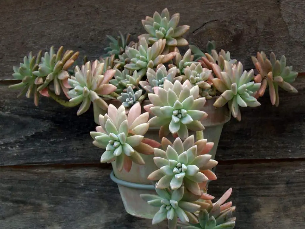 Succulents that Bear Pups 9