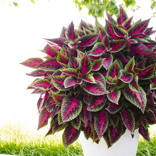 Indoor Coleus Pictures 9