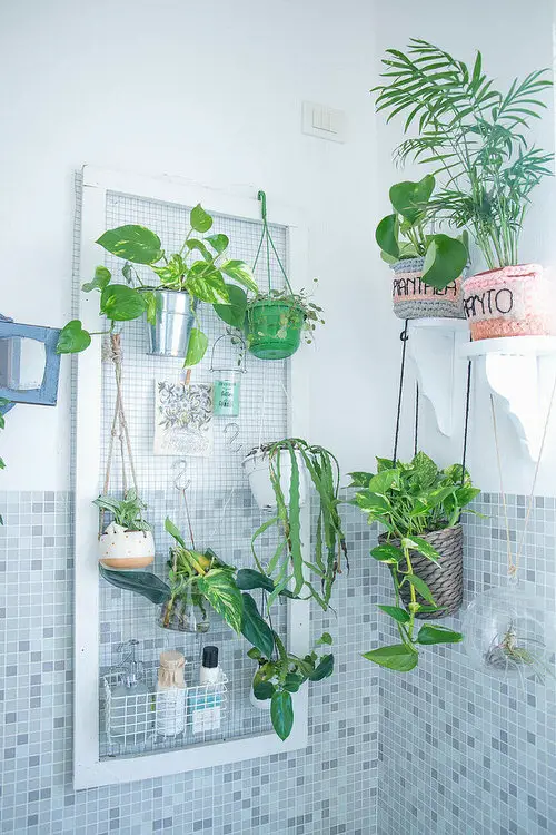 Hanging Plants in Bathroom with Mosiac Tiles