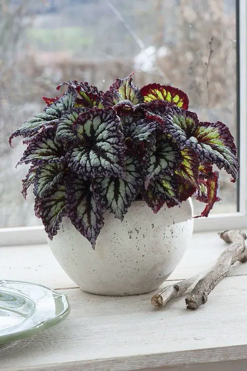 Types of Rex Begonia 9