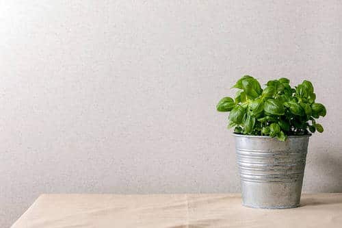 Pictures of Indoor Plants in Metallic Planters 7