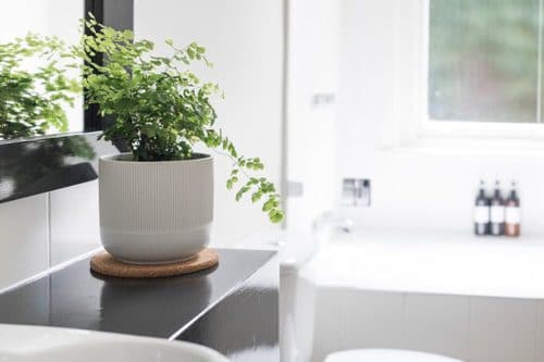 Pictures of Ferns in Bathroom 10