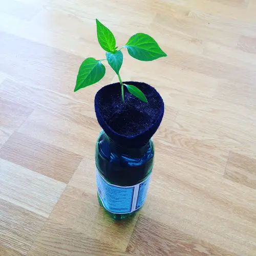 DIY Indoor Self Watering Planter Ideas