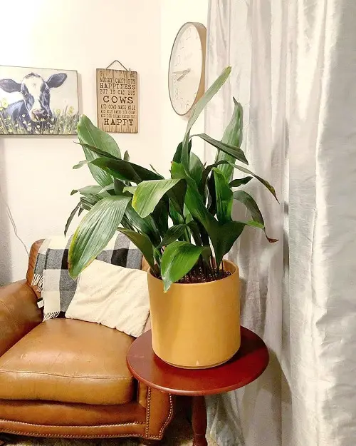 Cast Iron Plant-Plants that Grow Without Sunlight
