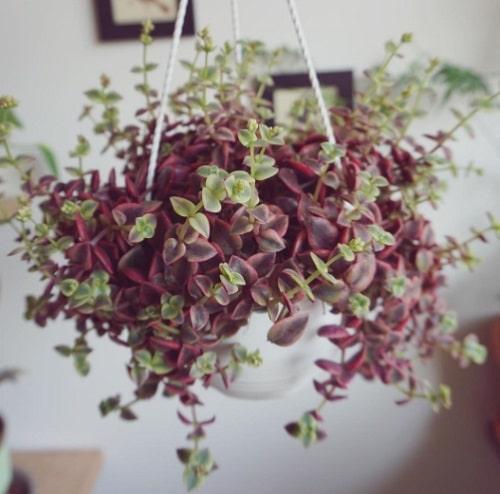 Hanging Basket Plants You can Grow from Cuttings 10