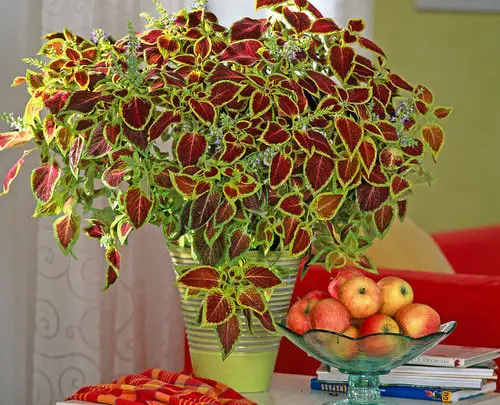 Indoor Coleus Pictures 23