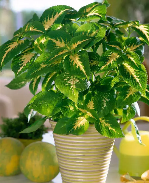 Indoor Coleus Pictures 11