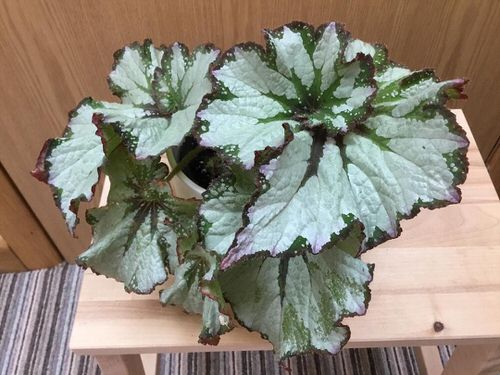 Types of Rex Begonia 10