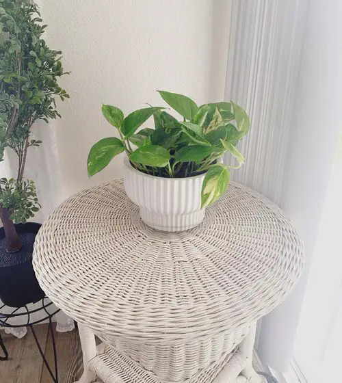 How IKEA Pots Change the Look of Indoor Plants 11