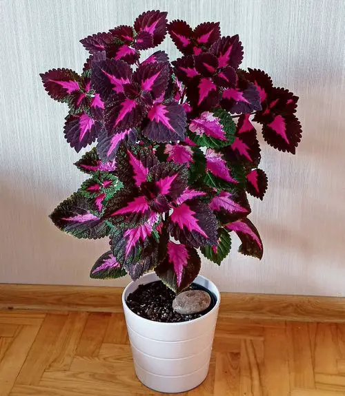 Indoor Coleus Pictures 10